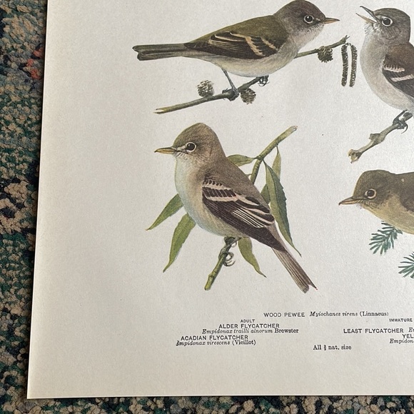 Antique Ornithological Bird Print Original - Picture 3 of 11